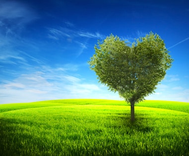 Lonely tree in field with shape from heart